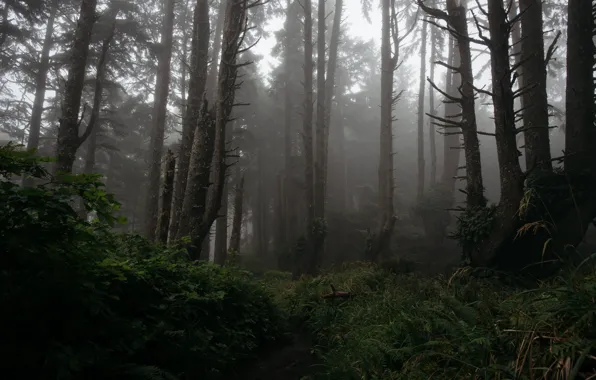 Лес, деревья, природа, туман, Орегон, USA, США, Oregon