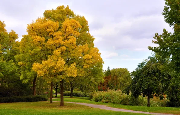 Картинка деревья, парк, Осень, аллея