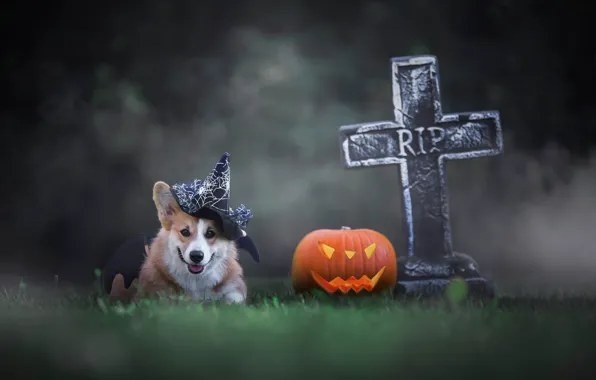 Картинка осень, язык, природа, темный фон, собака, крест, тыква, шапочка