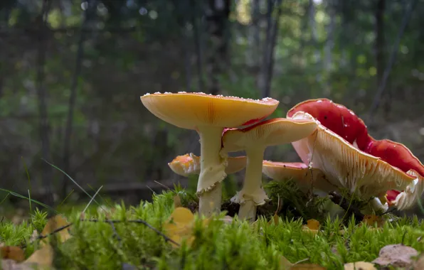 Лес, грибы, мухоморы, семейка