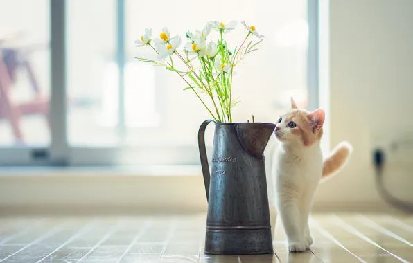 Картинка кошка, цветы, © Ben Torode, Hannah