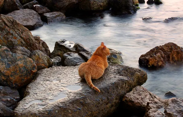 Картинка море, кошка, кот, пейзаж, камни, берег, рыжий, лежит