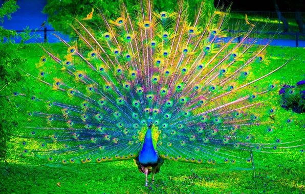 Картинка nature, birds, color, peacock