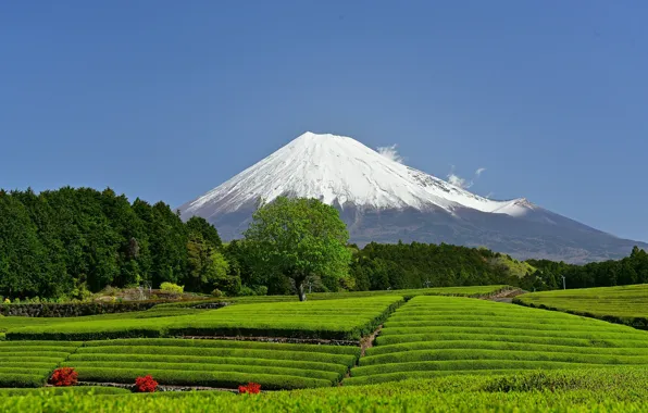 Картинка гора, вулкан, Япония, Japan, Mount Fuji, Фудзияма, Shizuoka Prefecture, чайная плантация