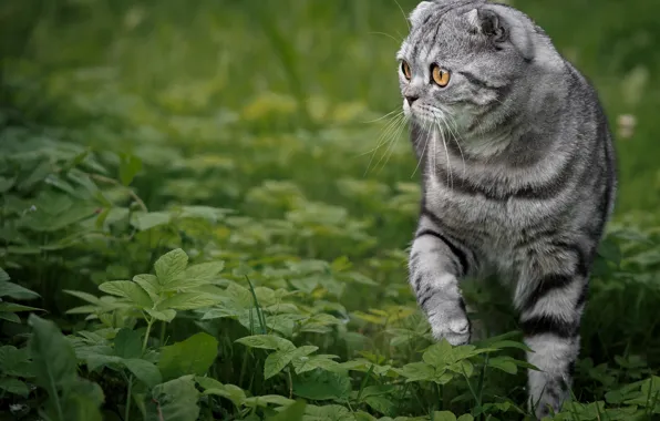Кошка, трава, Скоттиш-фолд, Шотландская вислоухая кошка