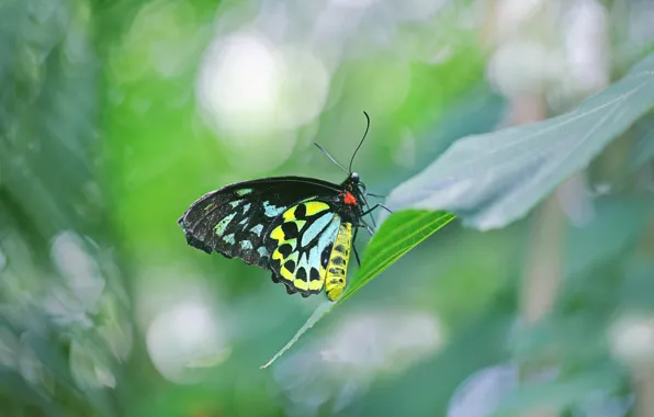 Бабочка, Парусник, мотылек, Cairns Birdwing Butterfly