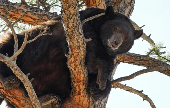 Картинка дерево, медведь, на дереве, Барибал, Чёрный медведь