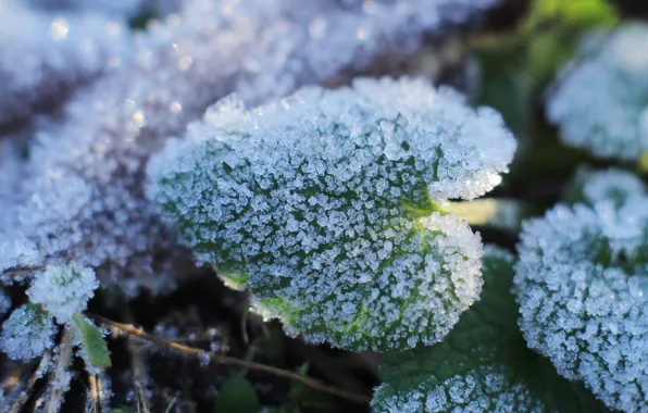 Leaf, cold, hoarfrost
