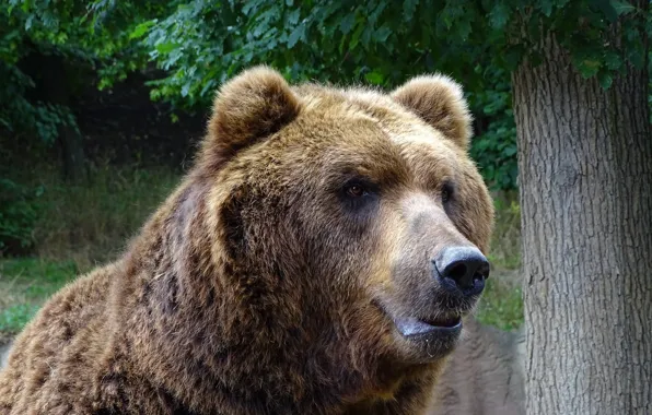 Картинка взгляд, морда, деревья, портрет, медведь, мишка