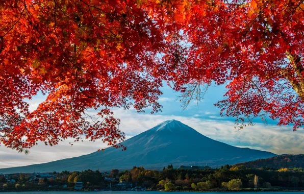 Осень, гора, Япония, клен, Фудзияма