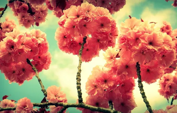 Цветы, дерево, ветка, весна