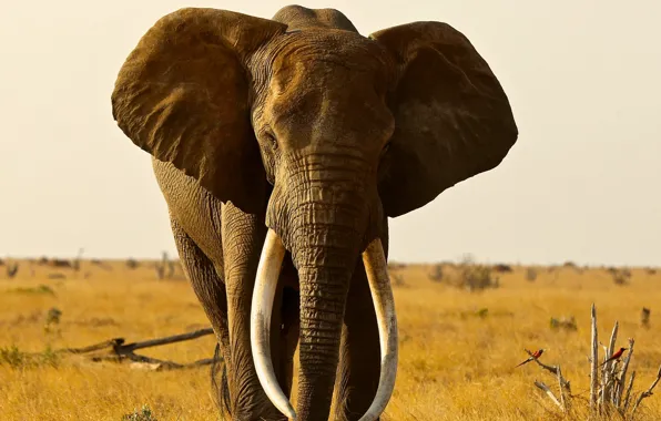Africa, Big, Elephant, Animal, Pic