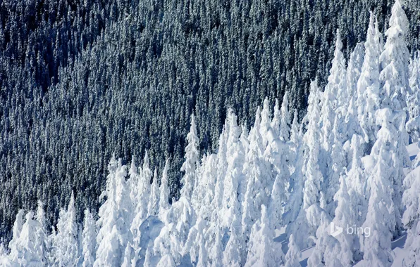 Зима, лес, снег, ель, склон, Канада, Британская Колумбия, Гора Уистлер