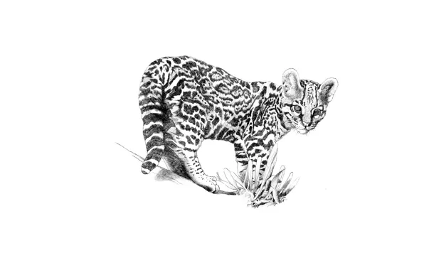 Кошка, взгляд, дикая