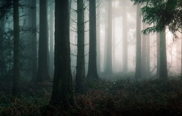 Картинка осень, лес, деревья, природа, туман, Англия, England, Edd Allen