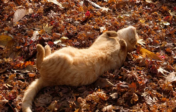 Нежится, рыжий кот, осенние листья, лежит на спине