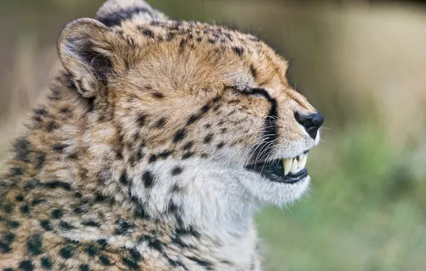Картинка кошка, гепард, клыки, зубки, ©Tambako The Jaguar