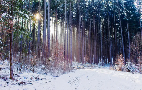 Картинка зима, осень, лес, свет, снег, природа