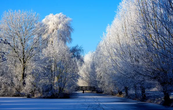 Картинка зима, небо, деревья, природа, иний