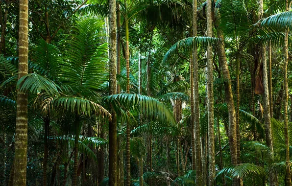 Картинка деревья, природа, пальмы, растения, джунгли, trees, jungle, nature