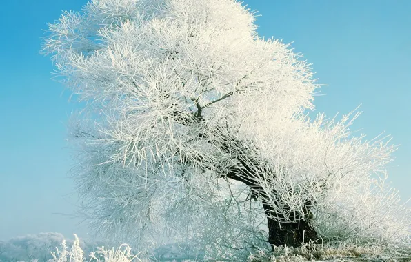 Картинка снег, иний, дерево
