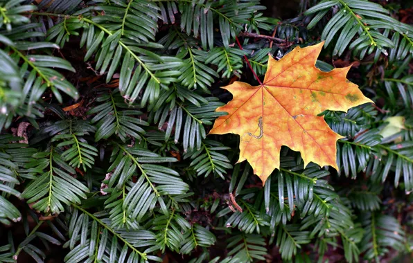 Осень, лист, елка, клен, autumn, leaf, maple