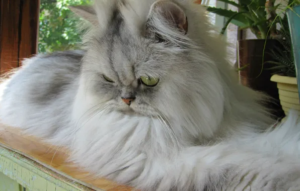 Картинка кошка, днем, на балконе, Лапочка
