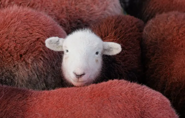 Взгляд, фон, овцы