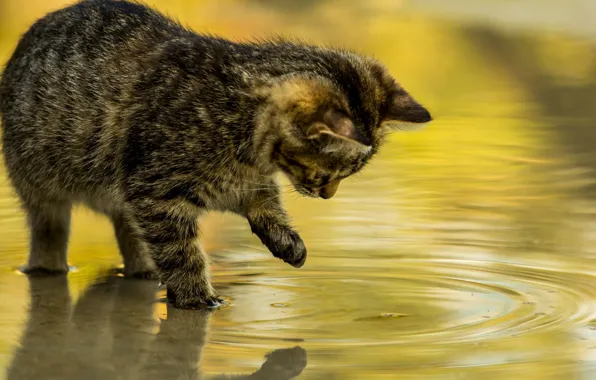 Играется, стоит в воде, полосатый котёнок