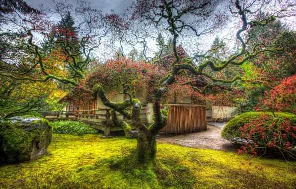 Дерево, HDR, сад, Portland, Trees, Japanese, Garden