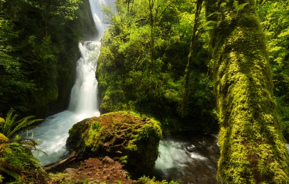 Картинка зелень, лес, деревья, водопад, мох, США, Oregon, Bridal Veil Falls