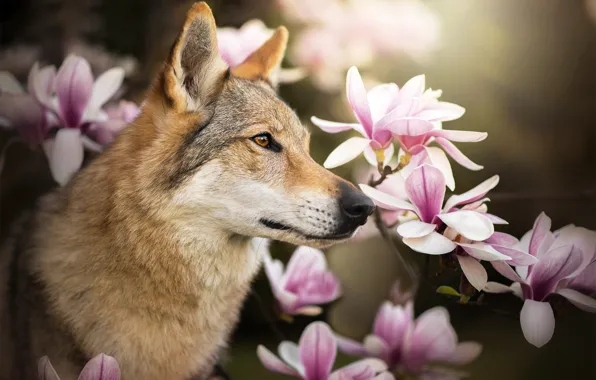 Цветы, собака, профиль, магнолия, Chinua, чехословацкая волчья собака