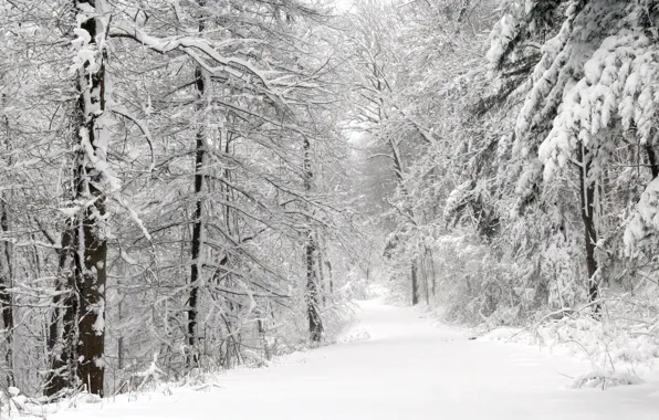 Дорога, снег, Деревья