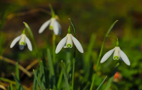 Flower, spring, snowdrop