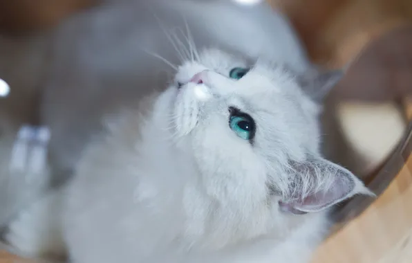 Кошка, кот, взгляд, морда, фон, белая, зеленые глаза, персидская