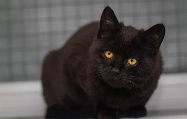 Кошка, кот, взгляд, морда, котенок, фон, портрет, котёнок