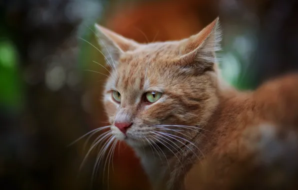 Кошка, кот, морда, рыжий