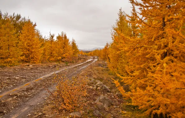 Картинка дорога, осень, небо, листья, деревья, камни