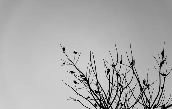Tree, birds, branches, cloudy, rainy