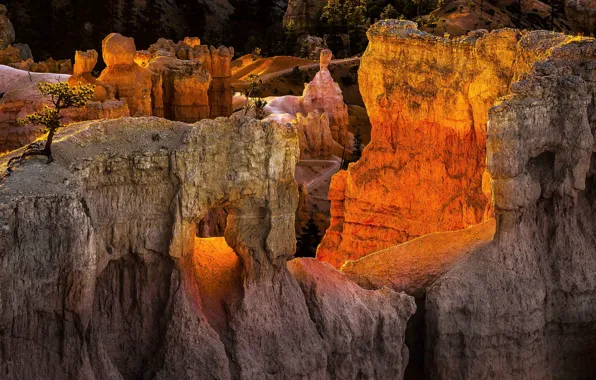 Закат, горы, дерево, скалы, Юта, США, Bryce Canyon National Park