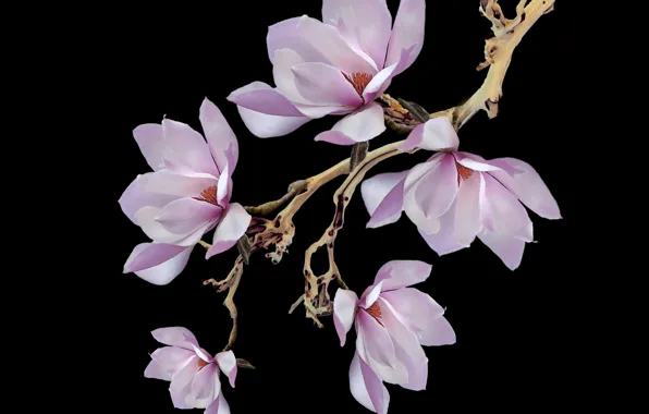 Flower, petals, bouquet, bunch, pistils, stambs