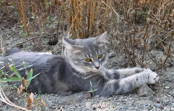 Кошка, лежит, серый, cat, смотрит, камни, кот