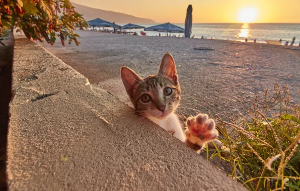 Море, кошка, пляж, лето, кот, взгляд, солнце, свет
