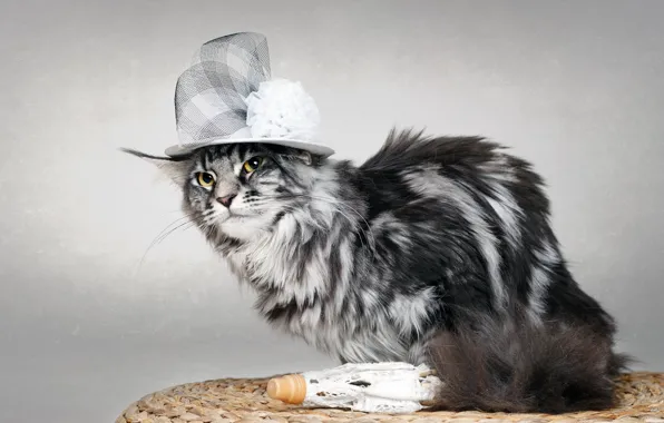 Картинка кошка, фон, шляпка