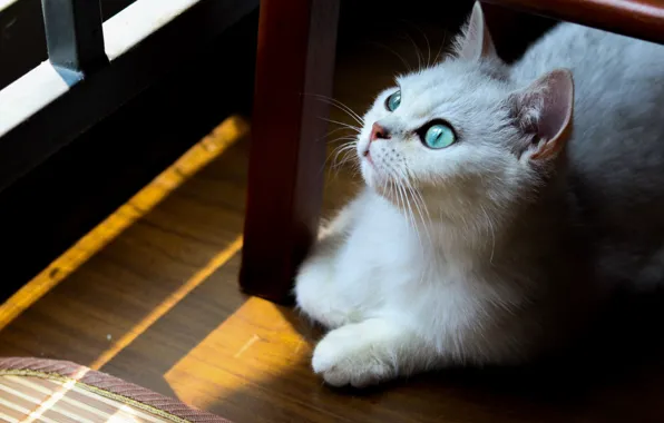 Картинка кошка, усы, зеленые глаза
