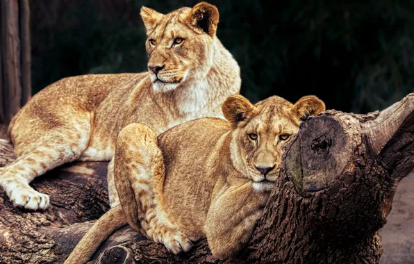 Картинка кошки, природа, дерево, отдых, лев, пара, бревно, дикие кошки