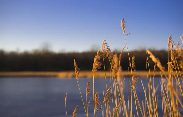 Осень, небо, макро, озеро, растение