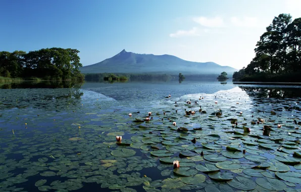 Картинка горы, озеро, лилии, тишина