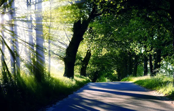 Картинка дорога, лето, трава, солнце, лучи, свет, деревья, природа