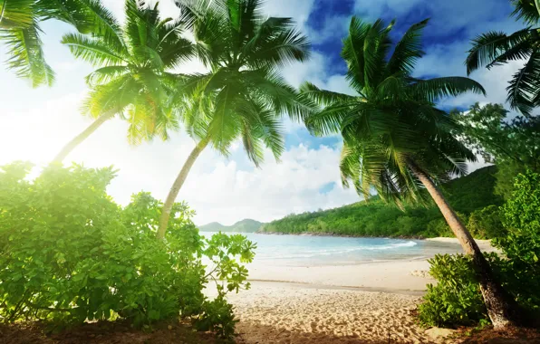 Картинка песок, море, пляж, лето, пальмы, summer, beach, sea